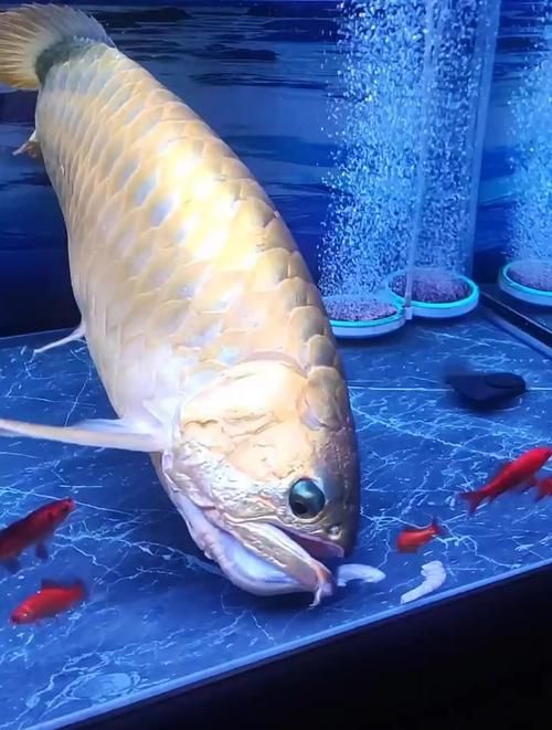 龍魚飼養技巧有哪些