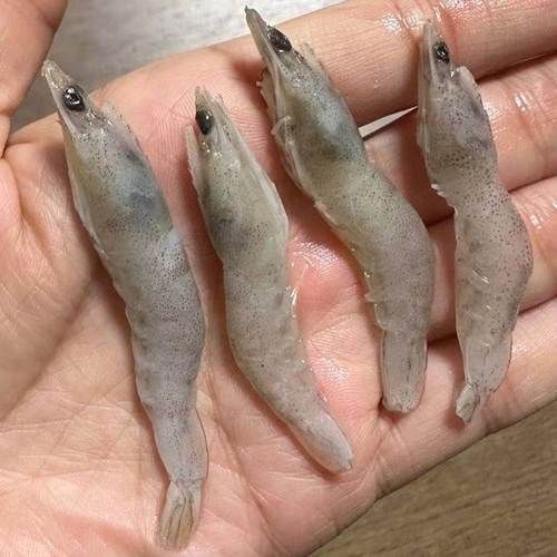 龍魚飼養技巧有哪些