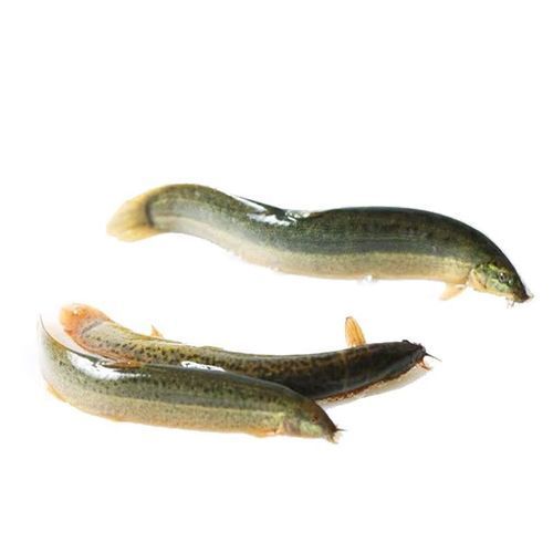 龍魚飼養技巧有哪些