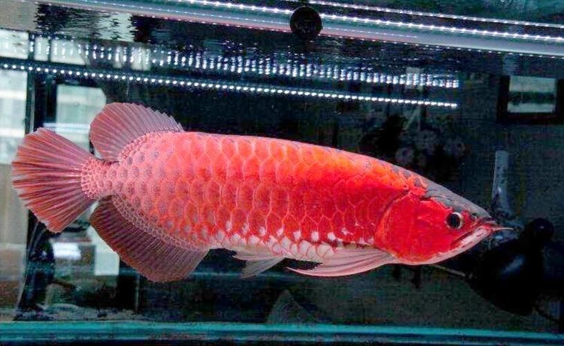 龍魚飼養技巧有哪些