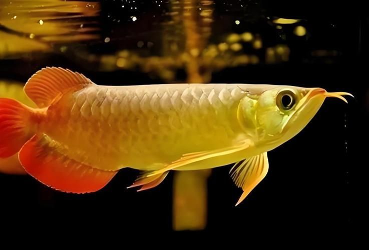 60公分金龍魚的養殖技術要點，60公分金龍魚養殖技術要點