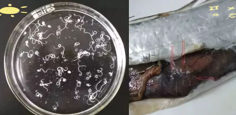 如何判斷魚是否含有寄生蟲，如何判斷魚是否含寄生蟲