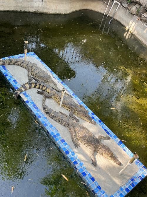 黃吉金龍魚有哪些天敵，黃吉金龍魚的天敵
