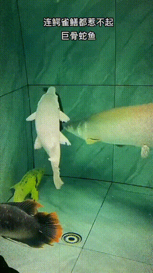 黃吉金龍魚有哪些天敵，黃吉金龍魚的天敵