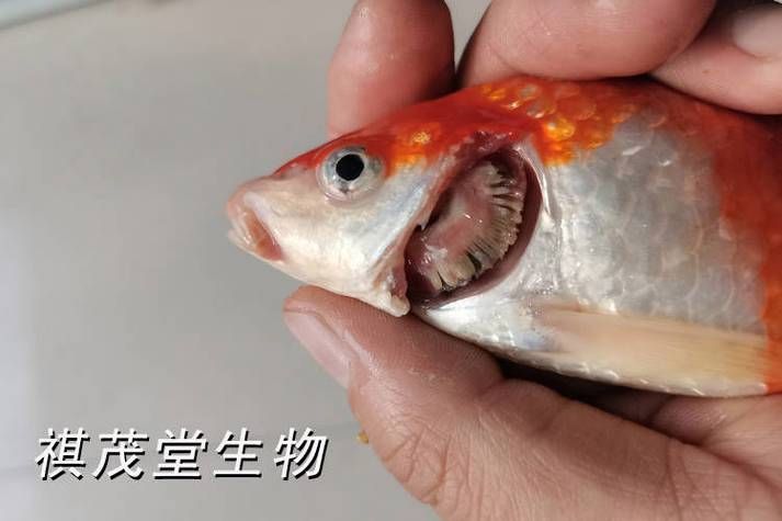 如何預(yù)防魚鰓蓋潰爛,魚鰓蓋潰爛是淡水養(yǎng)殖中常見的嚴(yán)重疾病預(yù)防措施 龍魚百科 第4張 如何預(yù)防魚鰓蓋潰爛,魚鰓蓋潰爛是淡水養(yǎng)殖中常見的嚴(yán)重疾病預(yù)防措施 如何預(yù)防魚鰓蓋潰爛,魚鰓蓋潰爛是淡水養(yǎng)殖中常見的嚴(yán)重疾病預(yù)防措施 龍魚百科 第4張