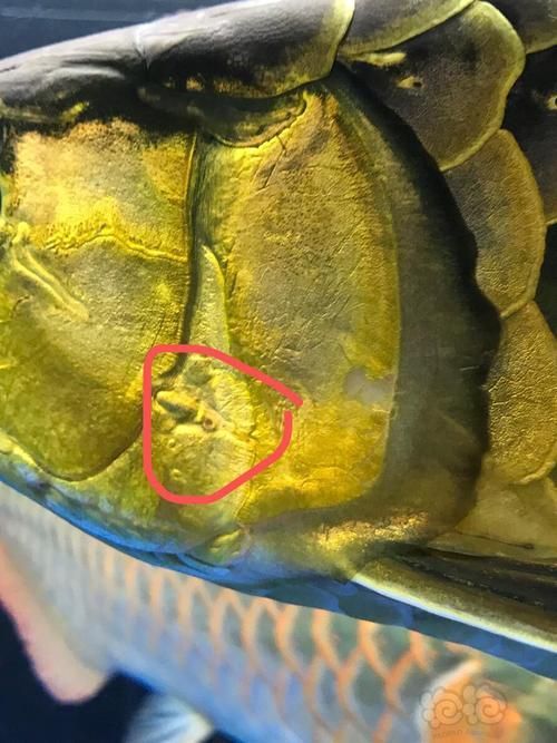 能提供龍魚鰓蓋潰爛的圖片嗎,如何判斷龍魚是否患有鰓蓋潰爛 龍魚百科 第17張 能提供龍魚鰓蓋潰爛的圖片嗎,如何判斷龍魚是否患有鰓蓋潰爛 能提供龍魚鰓蓋潰爛的圖片嗎,如何判斷龍魚是否患有鰓蓋潰爛 龍魚百科 第17張