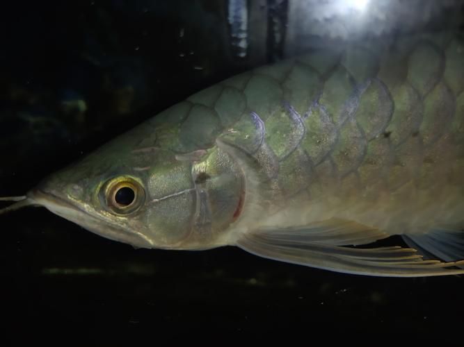 能提供龍魚鰓蓋潰爛的圖片嗎,如何判斷龍魚是否患有鰓蓋潰爛 龍魚百科 第18張 能提供龍魚鰓蓋潰爛的圖片嗎,如何判斷龍魚是否患有鰓蓋潰爛 能提供龍魚鰓蓋潰爛的圖片嗎,如何判斷龍魚是否患有鰓蓋潰爛 龍魚百科 第18張