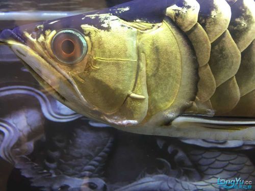 能提供龍魚鰓蓋潰爛的圖片嗎,如何判斷龍魚是否患有鰓蓋潰爛 龍魚百科 第11張 能提供龍魚鰓蓋潰爛的圖片嗎,如何判斷龍魚是否患有鰓蓋潰爛 能提供龍魚鰓蓋潰爛的圖片嗎,如何判斷龍魚是否患有鰓蓋潰爛 龍魚百科 第11張