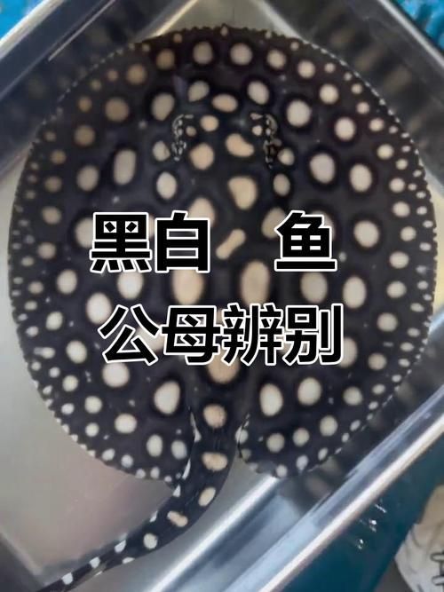如何辨別馬來西亞BD魟魚的品相？，如何詳解1000字+配圖