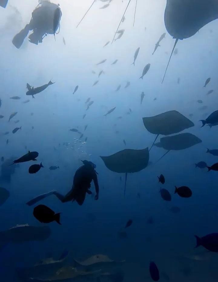 如何辨別馬來西亞BD魟魚的品相？，如何詳解1000字+配圖