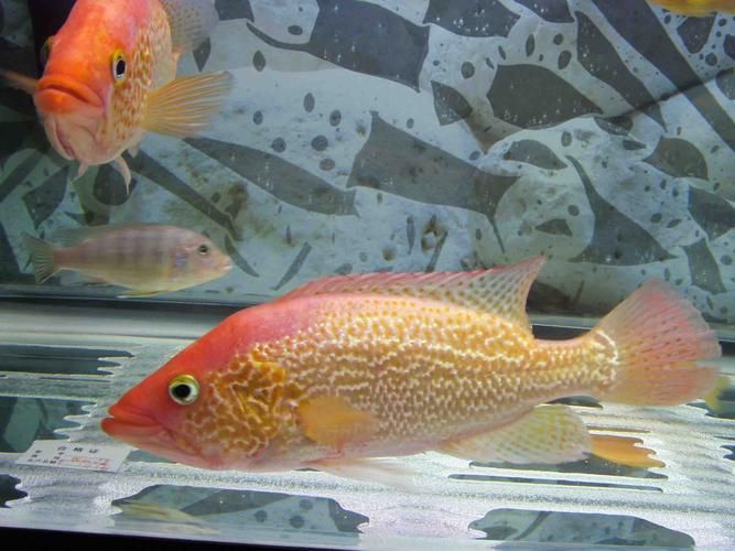 紅頭利魚的市場供應情況如何？，+紅頭利魚市場供應情況如何補充“紅頭利魚”