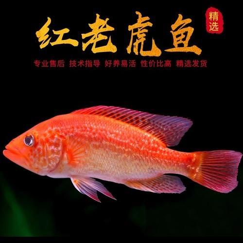 紅頭利魚的市場供應情況如何？，+紅頭利魚市場供應情況如何補充“紅頭利魚”