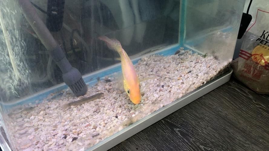 紅頭利魚的市場供應情況如何？，+紅頭利魚市場供應情況如何補充“紅頭利魚”