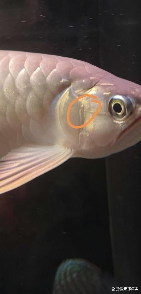 如何判斷龍魚腮上小氣泡是否為氣泡病？，如何判斷龍魚腮上小氣泡是否為氣泡病 如何判斷龍魚腮上小氣泡是否為氣泡病？，如何判斷龍魚腮上小氣泡是否為氣泡病 龍魚百科 第3張