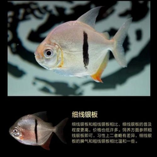哪里可以購買到玫瑰銀版魚？，“玫瑰銀版魚（metynnishypsauchen）商業美化稱呼 哪里可以購買到玫瑰銀版魚？，“玫瑰銀版魚（metynnishypsauchen）商業美化稱呼 龍魚百科 第1張