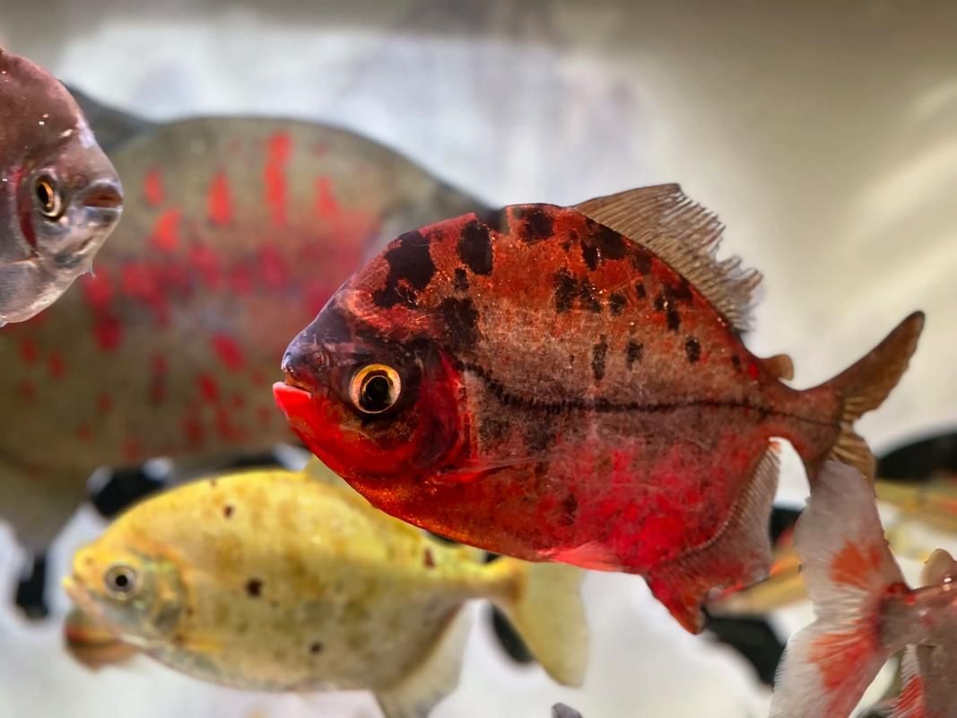 哪里可以購買到玫瑰銀版魚？，“玫瑰銀版魚（metynnishypsauchen）商業美化稱呼 哪里可以購買到玫瑰銀版魚？，“玫瑰銀版魚（metynnishypsauchen）商業美化稱呼 龍魚百科 第2張