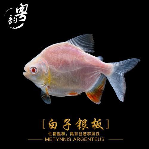 哪里可以購買到玫瑰銀版魚？，“玫瑰銀版魚（metynnishypsauchen）商業美化稱呼 哪里可以購買到玫瑰銀版魚？，“玫瑰銀版魚（metynnishypsauchen）商業美化稱呼 龍魚百科 第6張
