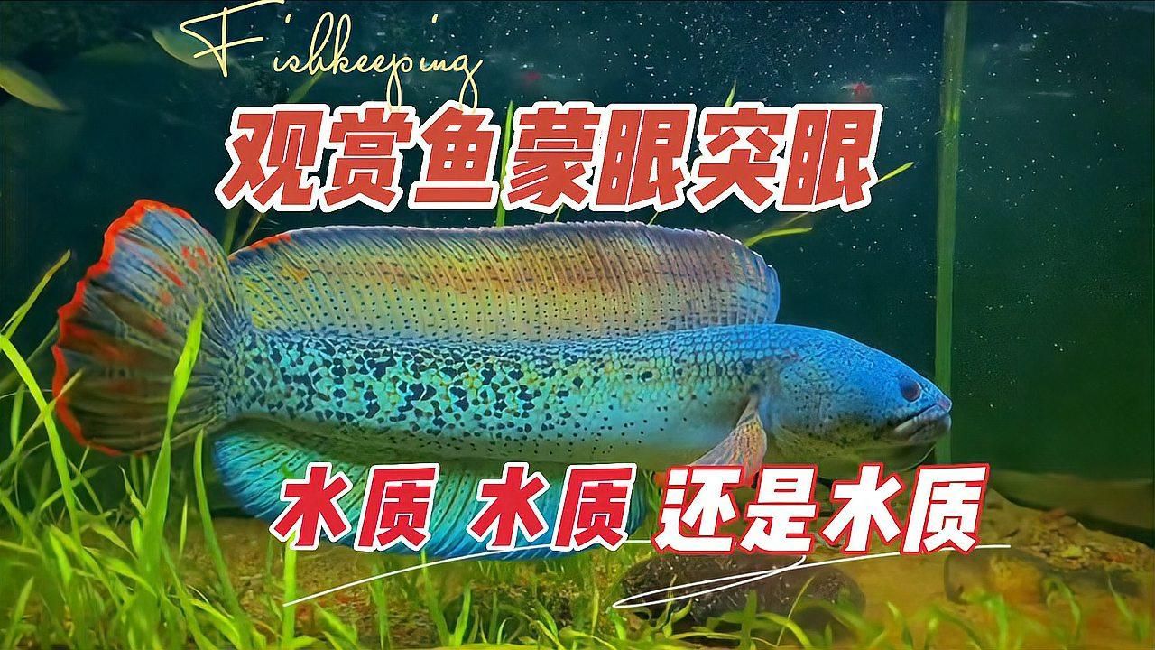 如何預防觀賞魚眼睛出現白膜，養魚筆記第3季104集養魚志01:40魚眼睛有白膜怎么辦