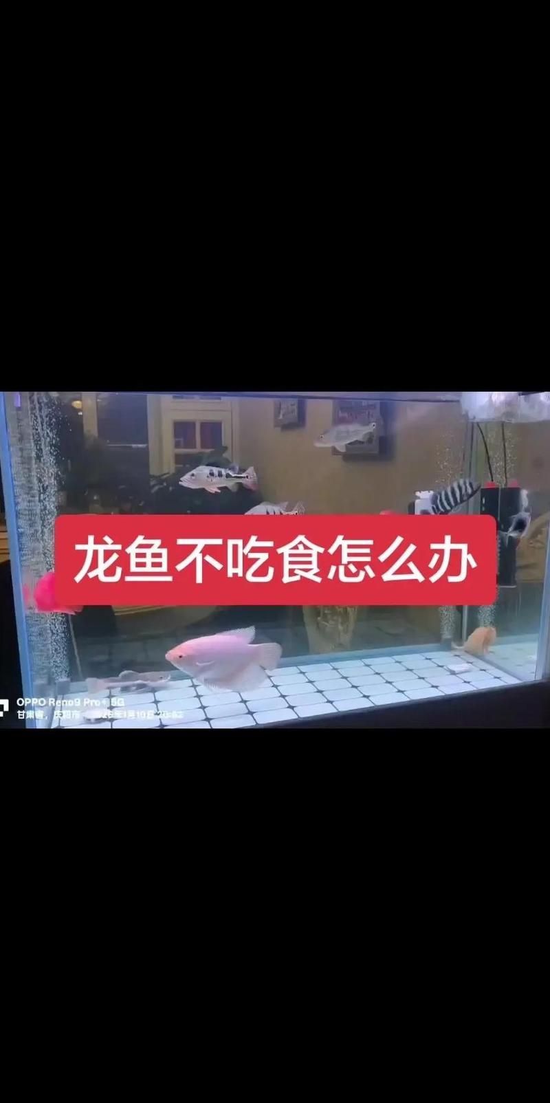 橋東龍魚的飼養方法是什么，橋東龍魚的飼養方法 橋東龍魚的飼養方法是什么，橋東龍魚的飼養方法 龍魚百科 第2張