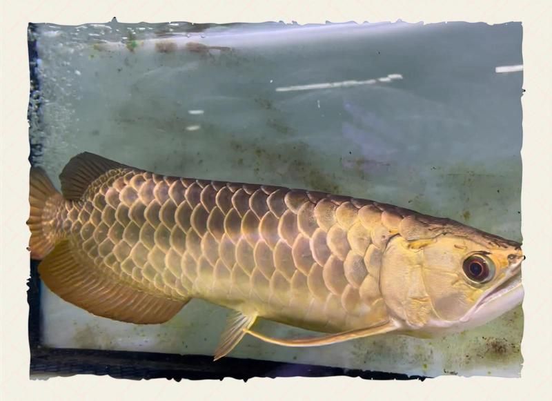如何辨別龍魚品種？，如何辨別龍魚品種