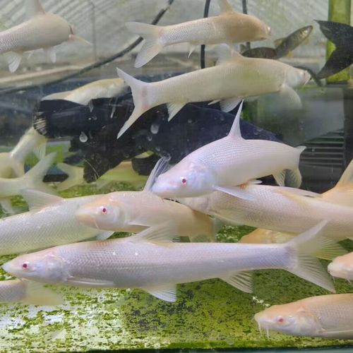 哪里可以購買到正品紅眼白子招財龍魚，紅眼白子招財龍魚怎么選？ 哪里可以購買到正品紅眼白子招財龍魚，紅眼白子招財龍魚怎么選？ 龍魚百科 第5張