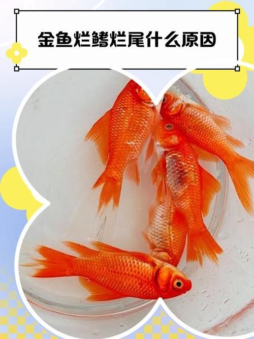 如何判斷金龍魚是否患??？，如何判斷金龍魚患病