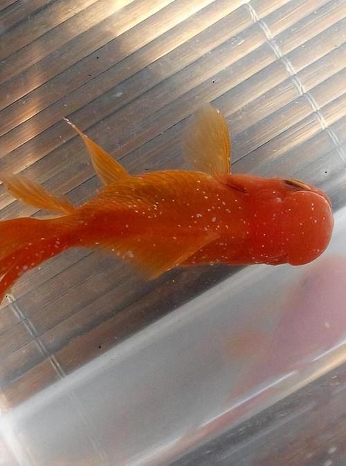 如何判斷金龍魚是否患?。?，如何判斷金龍魚患病
