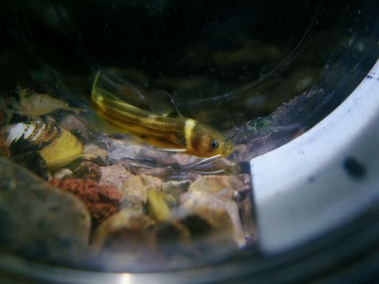 如何判斷黃金貓魚是否健康？，如何判斷黃金貓魚 如何判斷黃金貓魚是否健康？，如何判斷黃金貓魚 龍魚百科 第5張