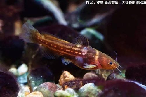 如何判斷黃金貓魚是否健康？，如何判斷黃金貓魚 如何判斷黃金貓魚是否健康？，如何判斷黃金貓魚 龍魚百科 第4張