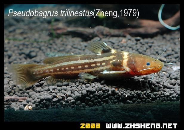 如何判斷黃金貓魚是否健康？，如何判斷黃金貓魚 如何判斷黃金貓魚是否健康？，如何判斷黃金貓魚 龍魚百科 第2張