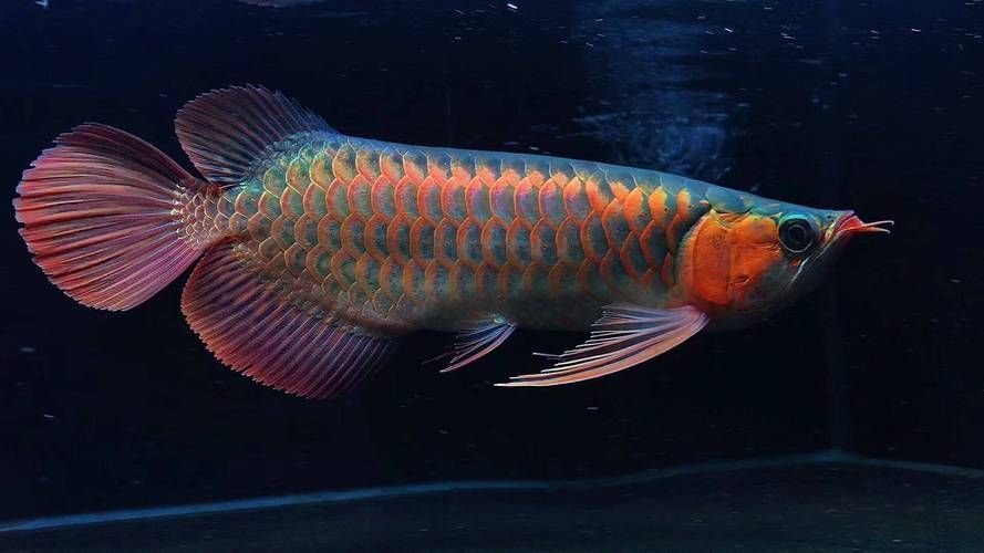 如何鑒別玉田龍魚的品質 如何鑒別玉田龍魚的品質 龍魚百科 第2張