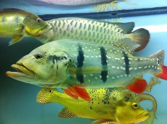 金三間魚，“金三間魚”是什么魚？