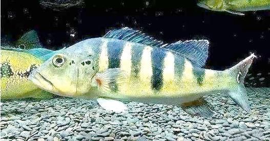 金三間魚，“金三間魚”是什么魚？
