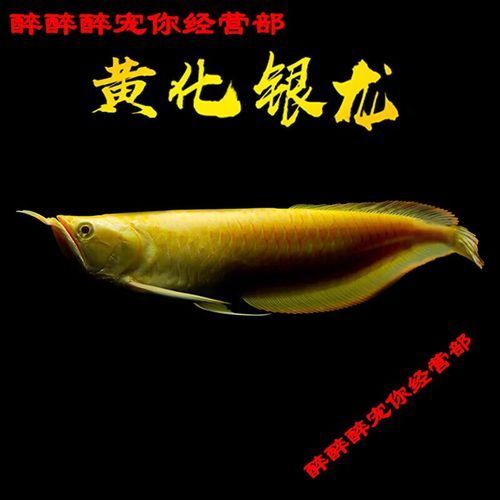 黃化銀龍魚的價格范圍是多少，黃化銀龍魚價格是多少黃化銀龍魚的價格范圍是多少 黃化銀龍魚的價格范圍是多少，黃化銀龍魚價格是多少黃化銀龍魚的價格范圍是多少 龍魚百科 第3張