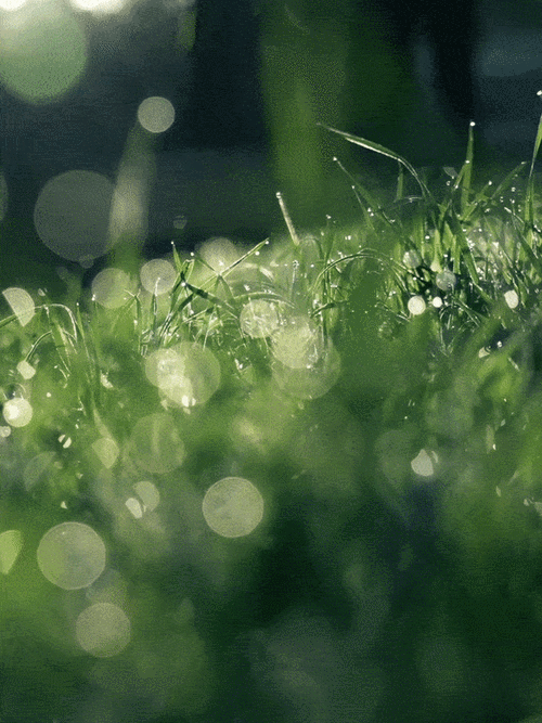 有哪些高清的自然動態壁紙 龍魚百科 第11張 有哪些高清的自然動態壁紙 有哪些高清的自然動態壁紙 龍魚百科 第11張