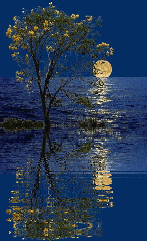 有哪些高清的自然動態壁紙 龍魚百科 第18張 有哪些高清的自然動態壁紙 有哪些高清的自然動態壁紙 龍魚百科 第18張