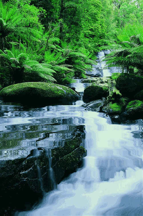 有哪些高清的自然動態壁紙 龍魚百科 第7張 有哪些高清的自然動態壁紙 有哪些高清的自然動態壁紙 龍魚百科 第7張