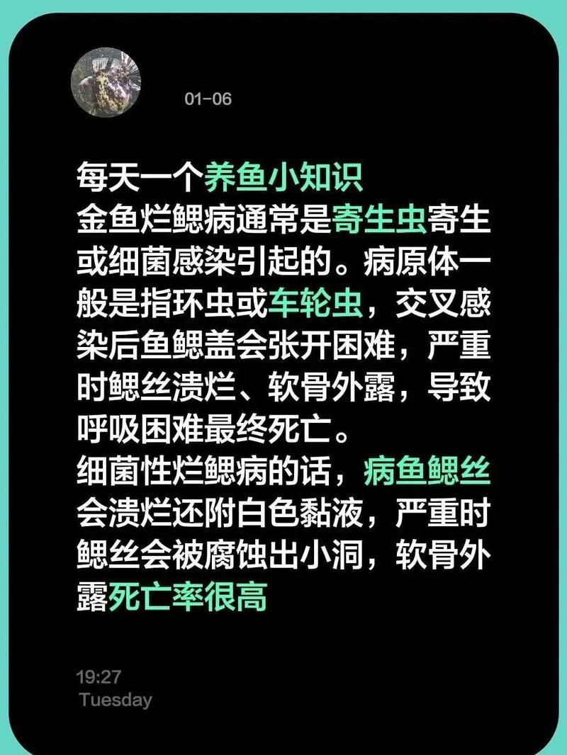 魚爛鰓病多久會死，魚爛鰓病多久會死爛鰓病是魚類養殖中最常見、危害最嚴重的疾病之一 魚爛鰓病多久會死，魚爛鰓病多久會死爛鰓病是魚類養殖中最常見、危害最嚴重的疾病之一 龍魚百科 第1張