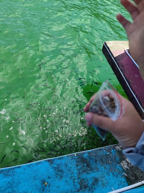 祥龍魚場飼料魚成本占比,“祥龍魚場飼料魚成本占比調用工具百度愛采購 龍魚百科 第7張 祥龍魚場飼料魚成本占比,“祥龍魚場飼料魚成本占比調用工具百度愛采購 祥龍魚場飼料魚成本占比,“祥龍魚場飼料魚成本占比調用工具百度愛采購 龍魚百科 第7張