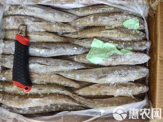 給我更多奎龍魚的圖片,奎龍魚的家常做法 龍魚百科 第1張 給我更多奎龍魚的圖片,奎龍魚的家常做法 給我更多奎龍魚的圖片,奎龍魚的家常做法 龍魚百科 第1張