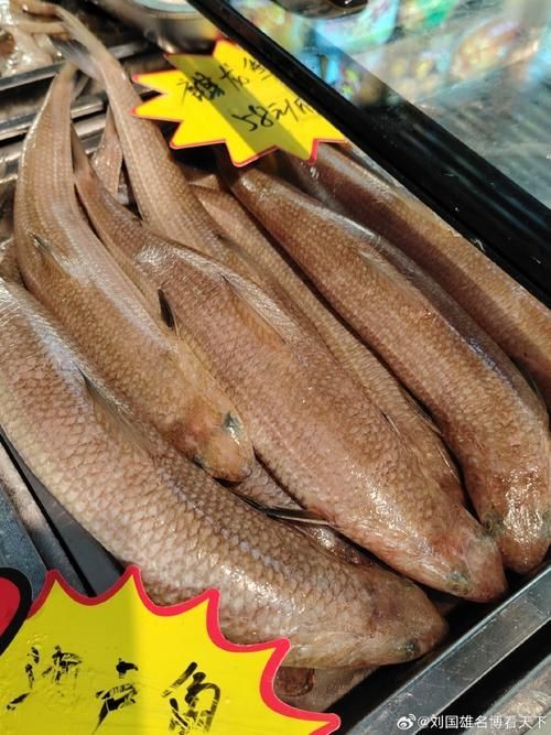 給我更多奎龍魚的圖片,奎龍魚的家常做法 龍魚百科 第2張 給我更多奎龍魚的圖片,奎龍魚的家常做法 給我更多奎龍魚的圖片,奎龍魚的家常做法 龍魚百科 第2張