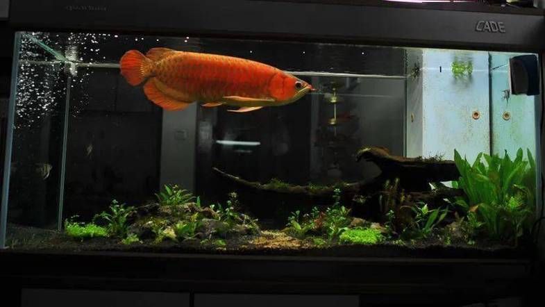 魚之家生態龍魚缸的用戶評價如何？，魚之家生態龍魚缸用戶評價如何，魚之家生態龍魚缸用戶評價 魚之家生態龍魚缸的用戶評價如何？，魚之家生態龍魚缸用戶評價如何，魚之家生態龍魚缸用戶評價 龍魚百科 第6張