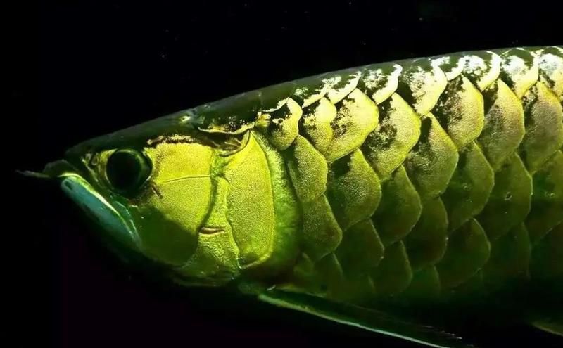 如何區分古典龍魚和藍底龍魚，如何區分古典龍魚和藍底龍魚,古典龍魚與藍底龍魚 如何區分古典龍魚和藍底龍魚，如何區分古典龍魚和藍底龍魚,古典龍魚與藍底龍魚 龍魚百科 第1張