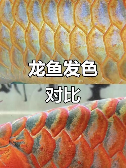如何判斷龍魚品牌的好壞？，如何判斷龍魚品牌好壞