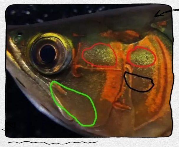 如何判斷龍魚品牌的好壞？，如何判斷龍魚品牌好壞