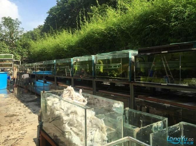有哪些著名的龍魚漁場，新加坡、馬來西亞、印度尼西亞、中國龍魚漁場的區別