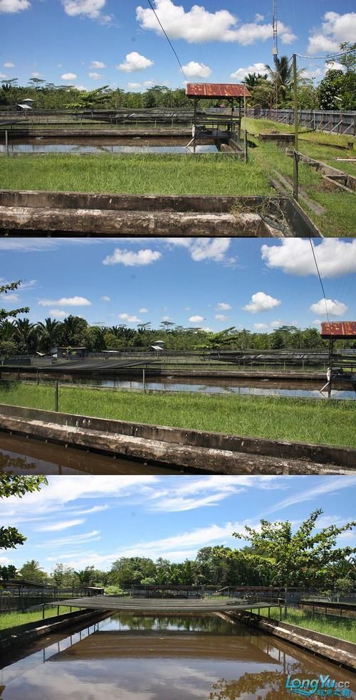 有哪些著名的龍魚漁場，新加坡、馬來西亞、印度尼西亞、中國龍魚漁場的區別