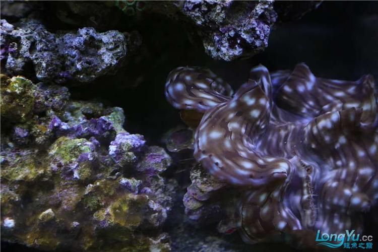 有哪些著名的龍魚漁場，新加坡、馬來西亞、印度尼西亞、中國龍魚漁場的區別