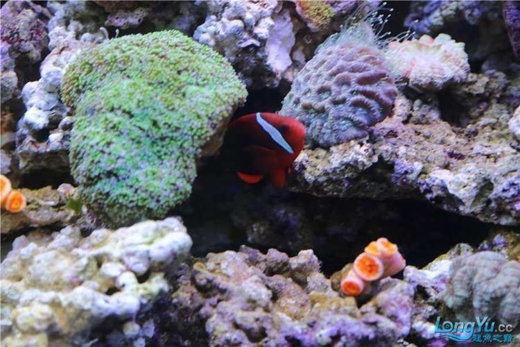 有哪些著名的龍魚漁場，新加坡、馬來西亞、印度尼西亞、中國龍魚漁場的區別