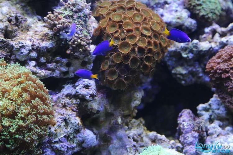 有哪些著名的龍魚漁場，新加坡、馬來西亞、印度尼西亞、中國龍魚漁場的區別